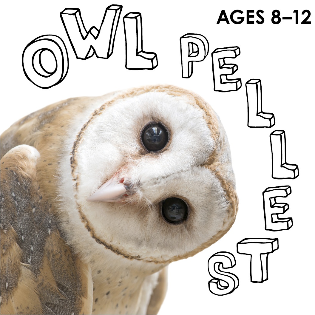 owl pellets