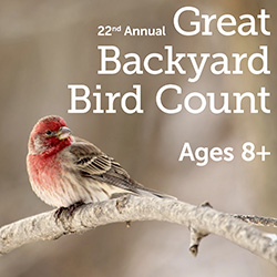 22nd Annual Great Backyard Bird Count - House Finch