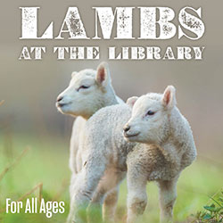 Lambs at the Library