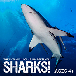 The National Aquarium: Sharks!