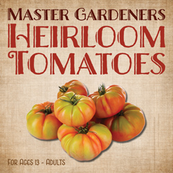 Master Gardeners: Heirloom Tomatoes