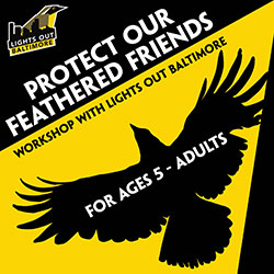 Protect our Feathered Friends Workshop 