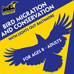 Bird Migration and Conservation with Lights Out Baltimore