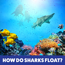 How Do Sharks Float?