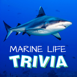 Marine Life Trivia