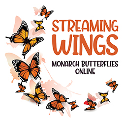 Streaming Wings: Monarch Butterflies Online