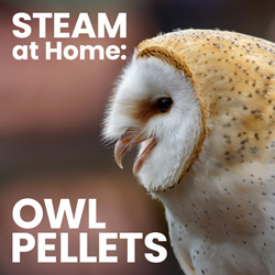 STEAM at Home: Owl Pellets