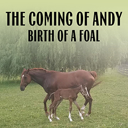 The Coming of Andy: Birth of a Foal