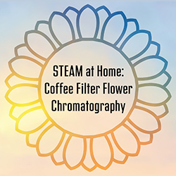 STEAM at Home: Coffee Filter Flower Chromatography