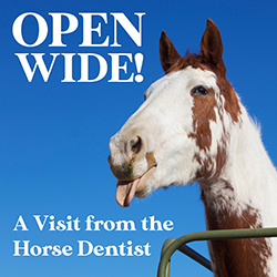 Open Wide!: A Visit from the Horse Dentist