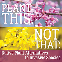 Plant This, Not That: Native Plant Alternatives to Invasive Species