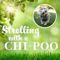 Strolling with a Chi-Poo