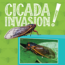 Cicada Invasion!