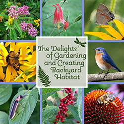 Image of native plants and animals in a backyard habitat