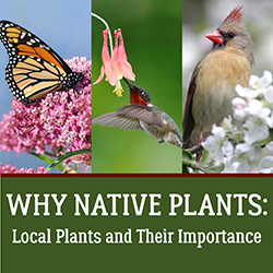 Native plants and the native insects and birds they support