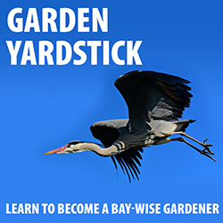 Garden Yardstick