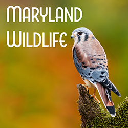 photo of american kestrel on multi-color background