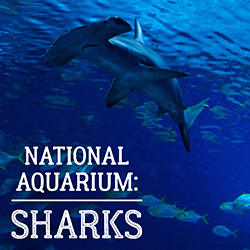 National Aquarium: Sharks!