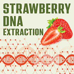 Strawberry DNA Extraction