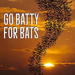 Go Batty for Bats