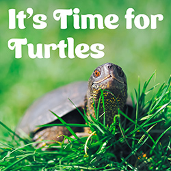 It's Time for Turtles