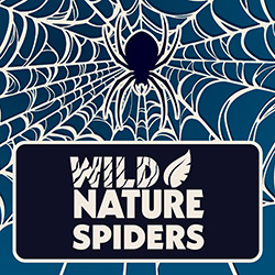 Wild Nature: Spiders