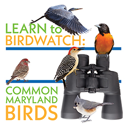 Learn to Birdwatch: Common Maryland Birds