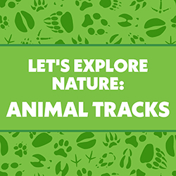 Let's Explore Nature: Animal Tracks