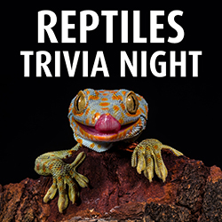 Reptiles Trivia Night