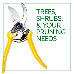 A pair of pruning shears with yellow handles over a white background.