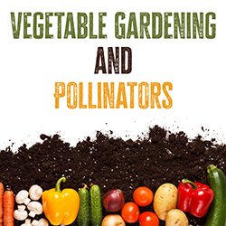Vegetable Gardening and Pollinators