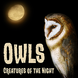 Owls: Creatures of the Night