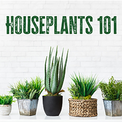 houseplants in a variety of containers on a white brick background