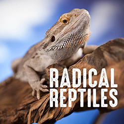 A Bearded Dragon lizard resting on a branch with a blue out of focus background