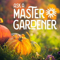 Soft focus scene of pumpkins and fall color with the words ask a master gardener in white