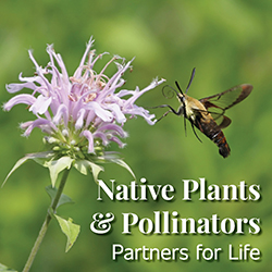 Native Plants & Pollinators: Partners for Life