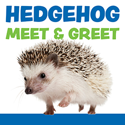 photo of a hedgehog on a white background with blue and green text