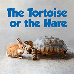 A brown and white rabbit sitting next to a large desert tortoise