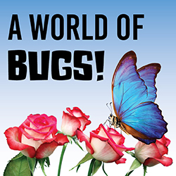 A World of Bugs!