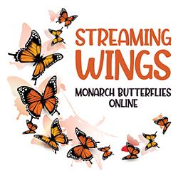 Streaming Wings: Monarch Butterflies Online