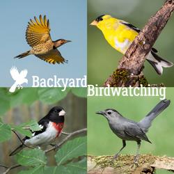 Backyard Birdwatching