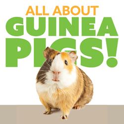 All About Guinea Pigs!