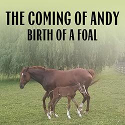 The Coming of Andy: Birth of a Foal