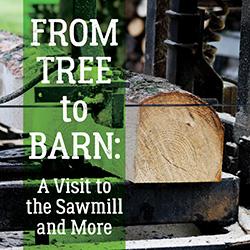 From Tree to Barn: A Visit to the Sawmill and More