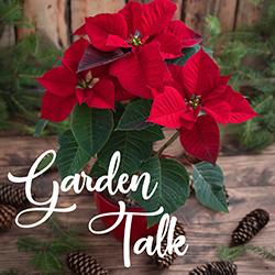 Image of a poinsettia on a wooden tabletop 