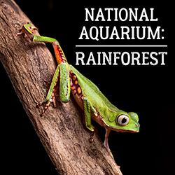 National Aquarium: Rainforest