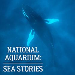 National Aquarium: Sea Stories
