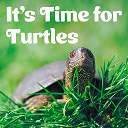 It's Time for Turtles