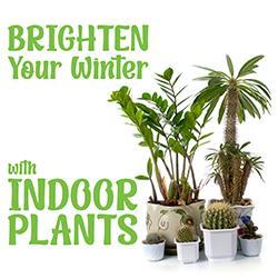 Brighten Your Winter with Indoor Plants