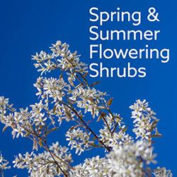 Spring and Summer Flowering Shrubs